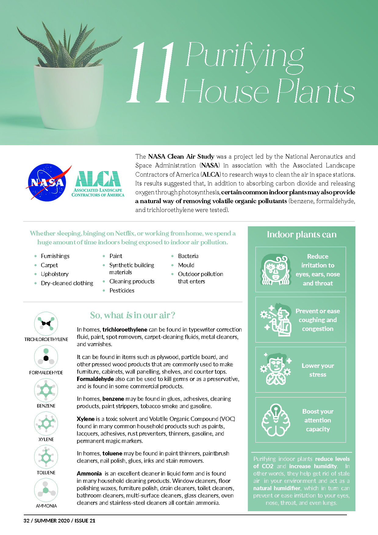 purifying house plants
