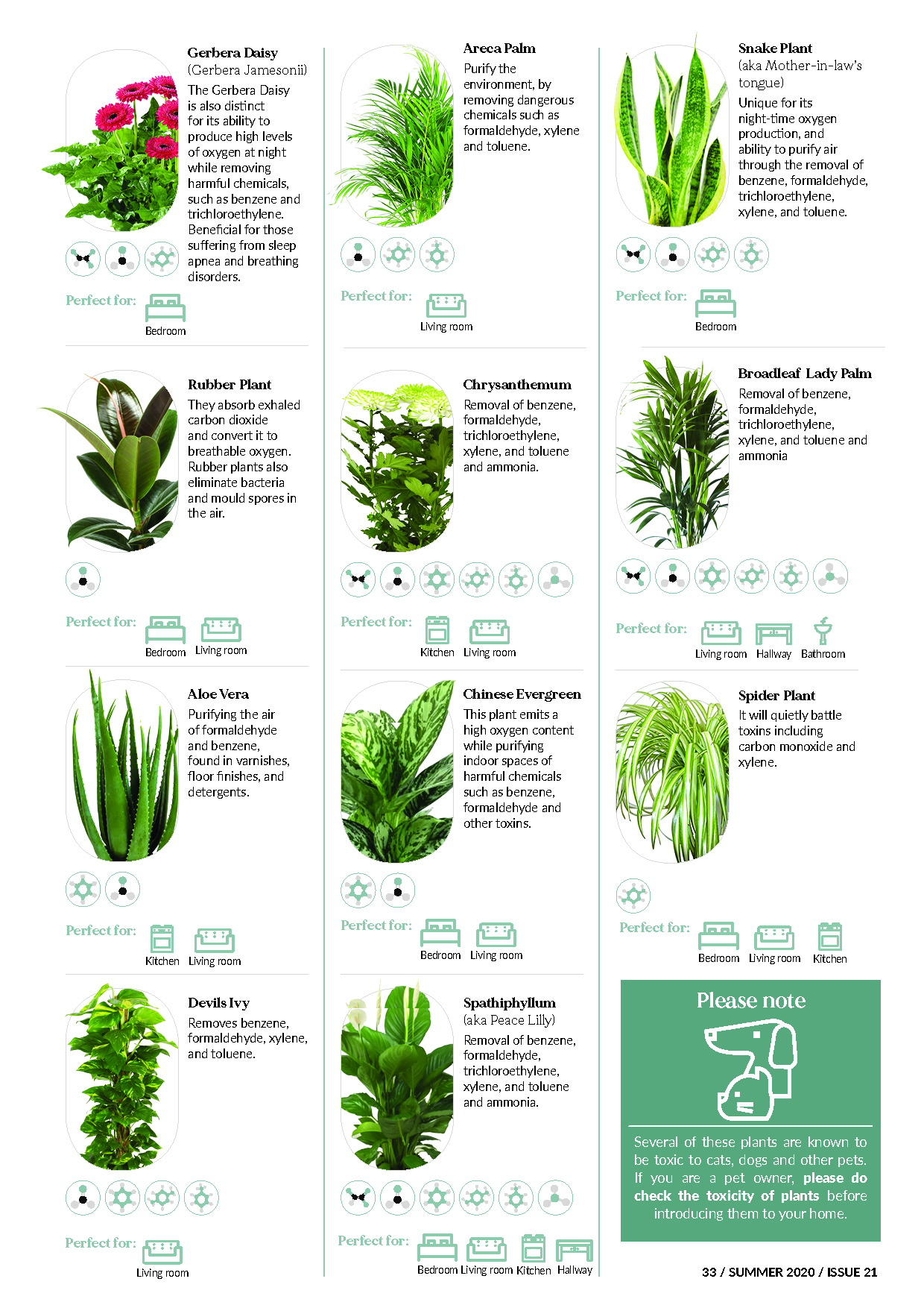 Purifying House Plants